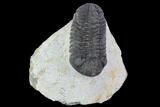 Bargain, Morocops Trilobite - Visible Eye Facets #92193-2